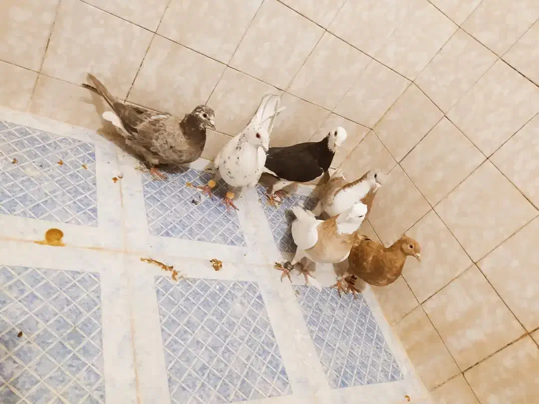 ماده پلنگ المانی ،سار خالدارماده|پرنده|قائن, |دیوار