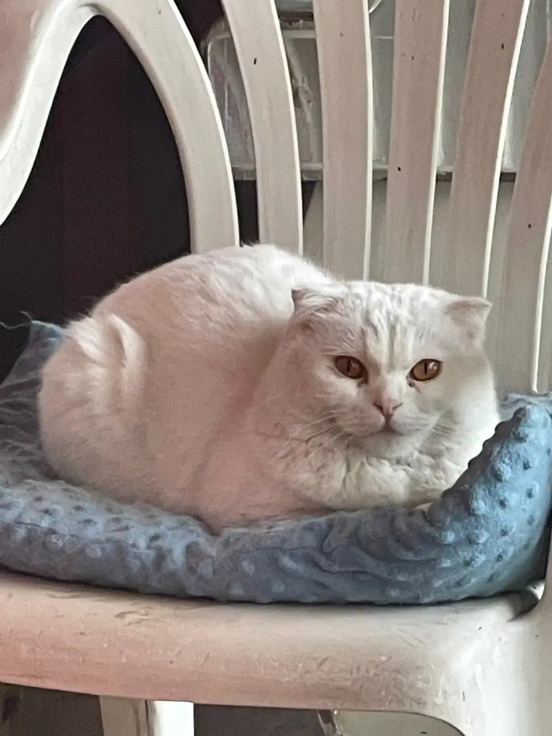 یک جفت گربه سیامی و اسکاتیش عقیم شده سه ساله|گربه|قزوین, |دیوار