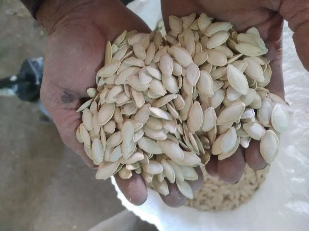 تخمه کدو T19|خوردنی و آشامیدنی|ورامین, ورامین|دیوار