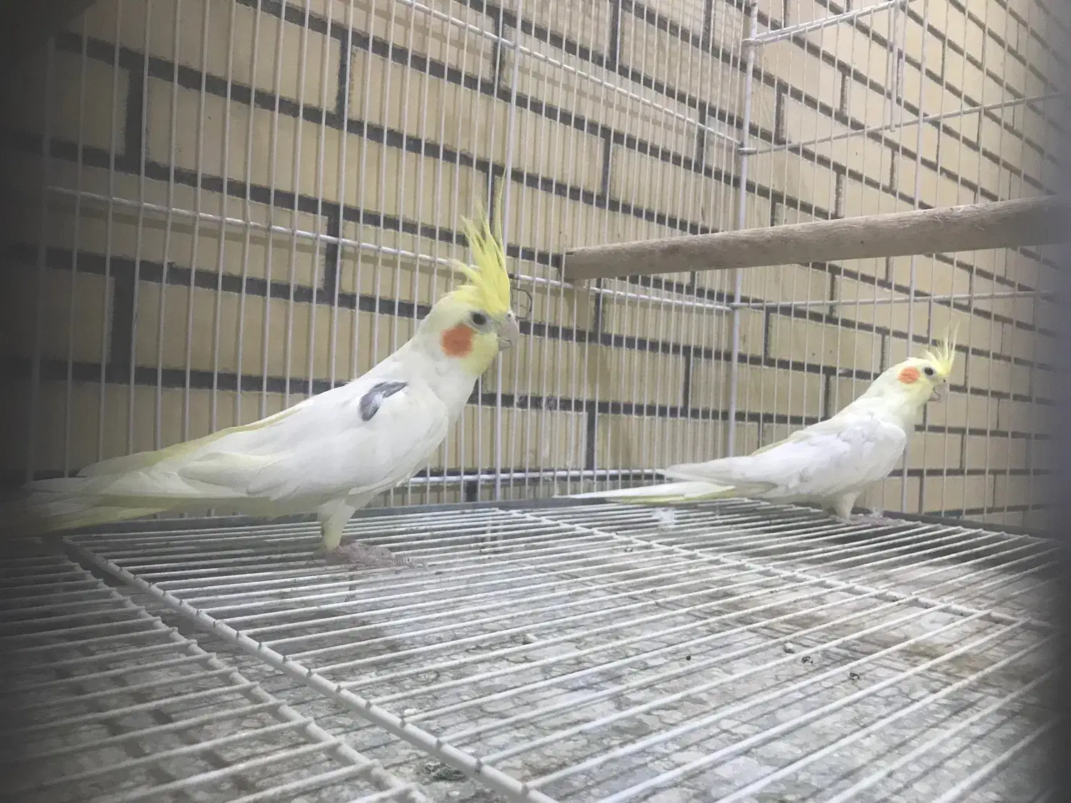 فروش یک جفت عروس مولد|پرنده|لار, |دیوار