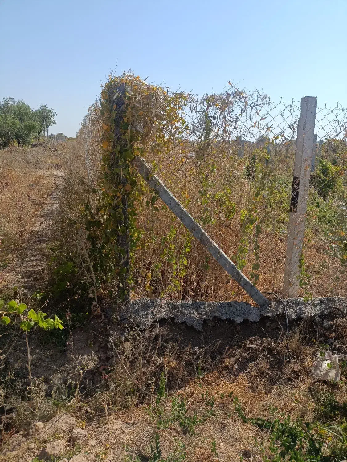 آینده|فروش زمین و ملک کلنگی|تاکستان, |دیوار