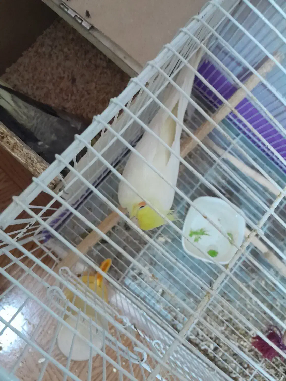 جفت عروس هلندی|پرنده|فیروزه, |دیوار