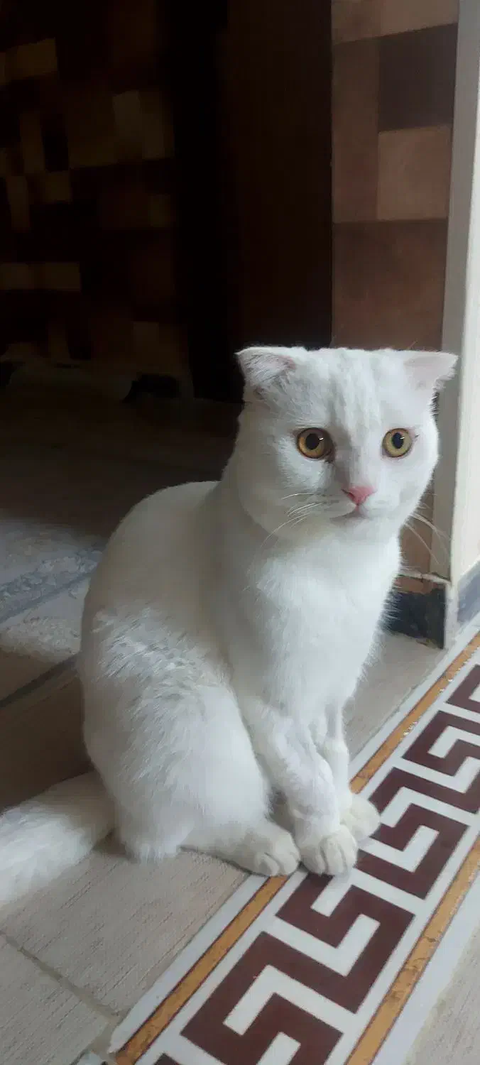 واگذاری گربه اسکاتیش|گربه|قوچان, |دیوار