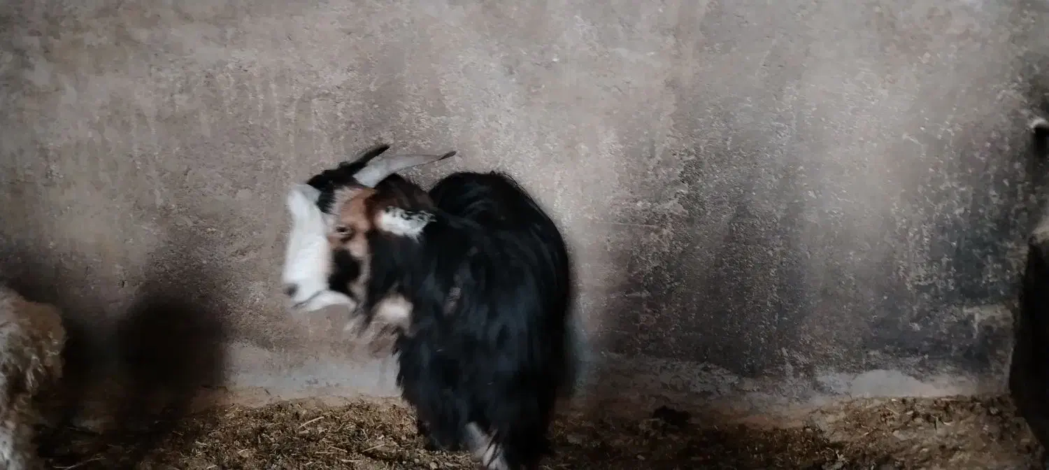 فروش 8عدد بز و بزغاله سالم|حیوانات مزرعه|نجفآباد, فیروزآباد|دیوار