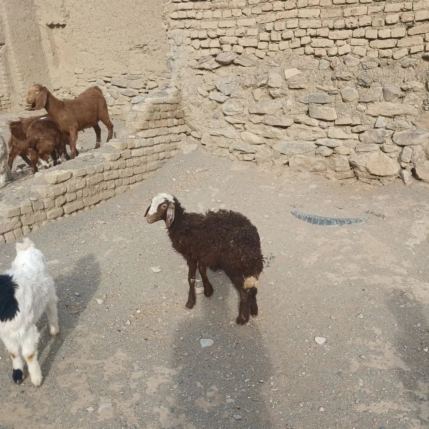 فروش ۸ راس بزغاله و بره|حیوانات مزرعه|ملایر, |دیوار