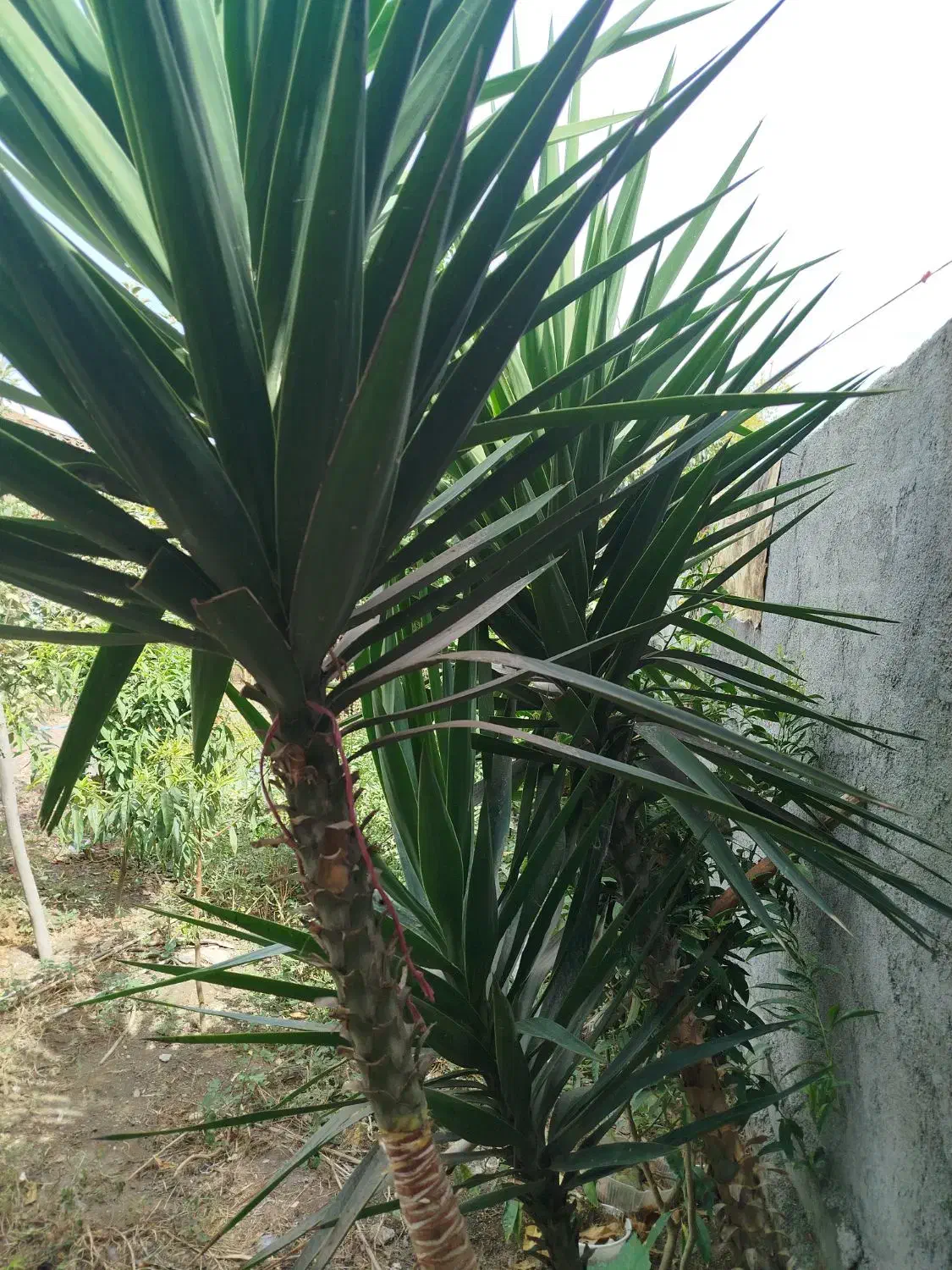 درختچه یوکا|گل و گیاه طبیعی|بندر ترکمن, |دیوار