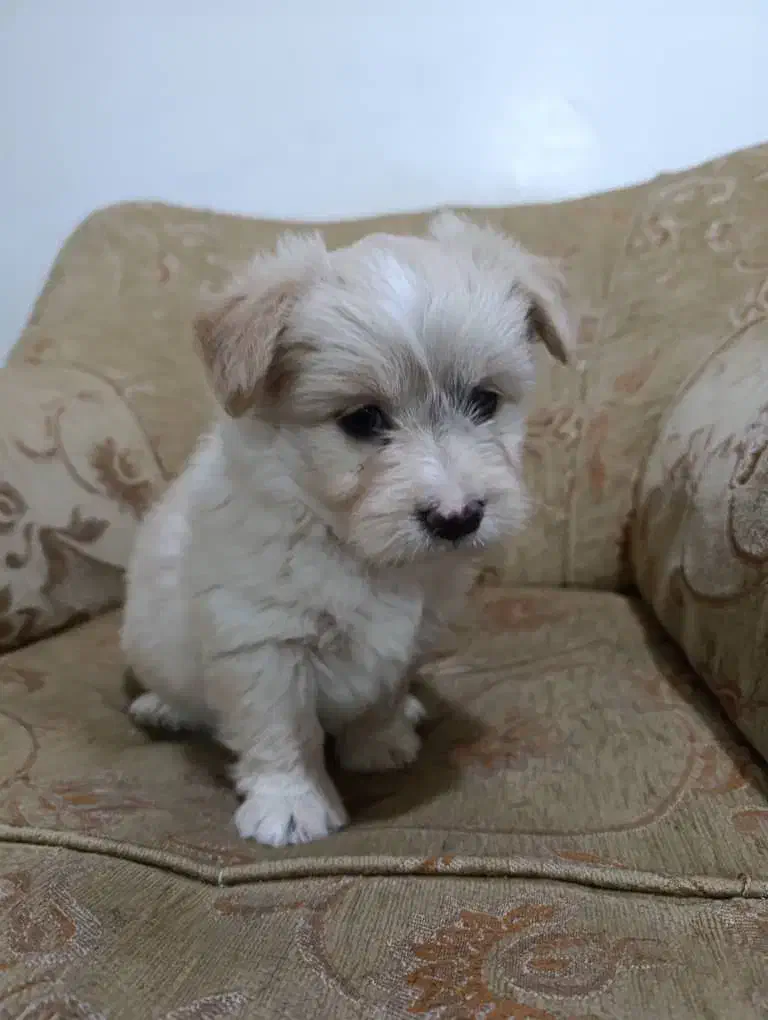 سگ پاکوتاه|سگ|لامرد, |دیوار