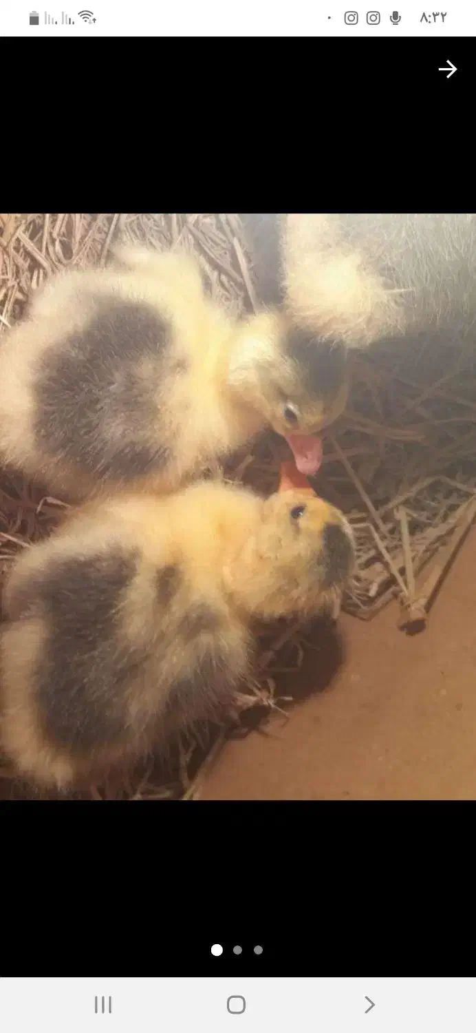 جوجه غاز یک هفته ای سالم|حیوانات مزرعه|آمل, |دیوار