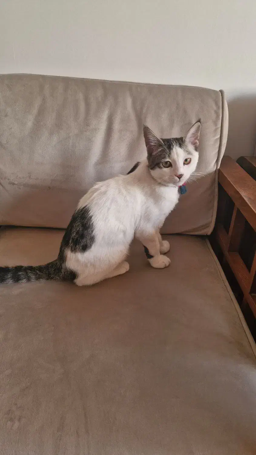 گربه ماده ۵ ماهه|گربه|پردیس, فاز ۳|دیوار