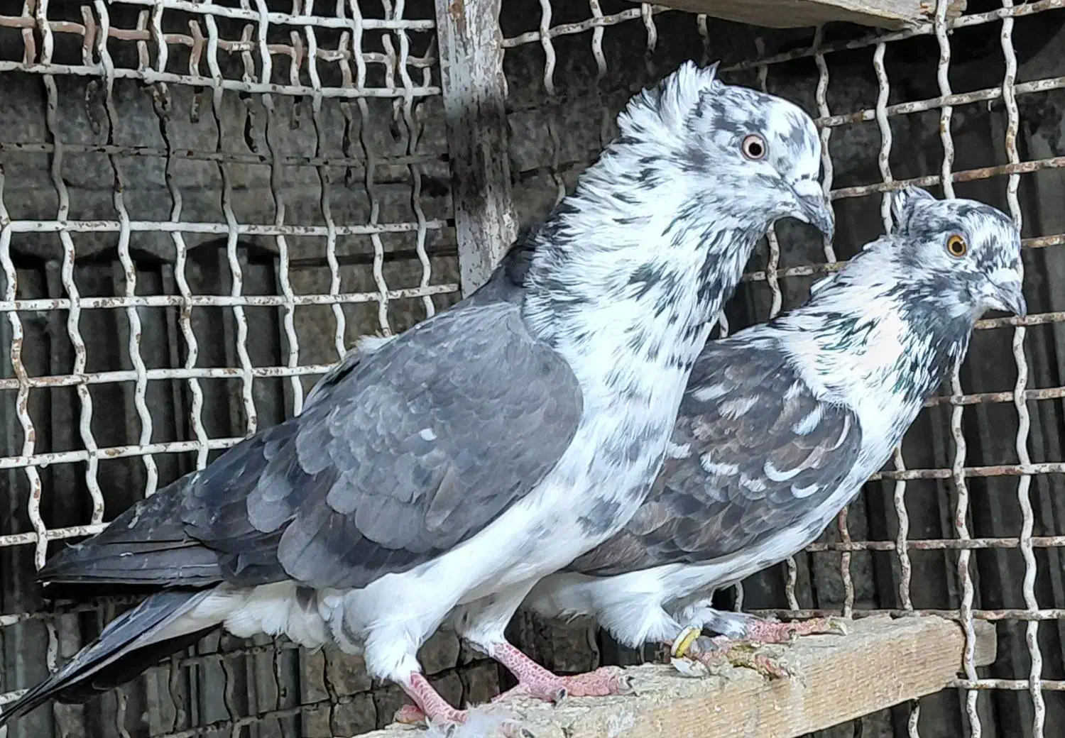 کبوتر قاره و قوچی درجه یک|پرنده|قائمشهر, |دیوار