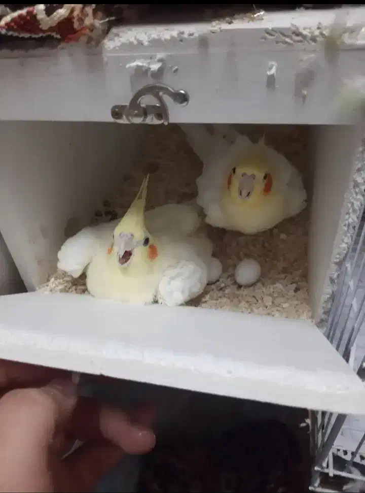 پرنده|پرنده|مشهد, امام خمینی|دیوار