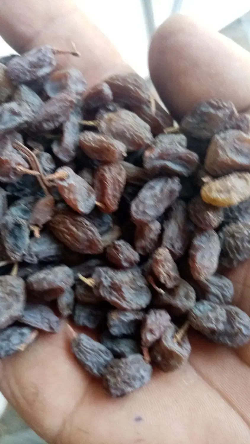 فروش کشمش وافتابی بوانات فروش بالای 100 کیلو|خوردنی و آشامیدنی|خرم بید, |دیوار