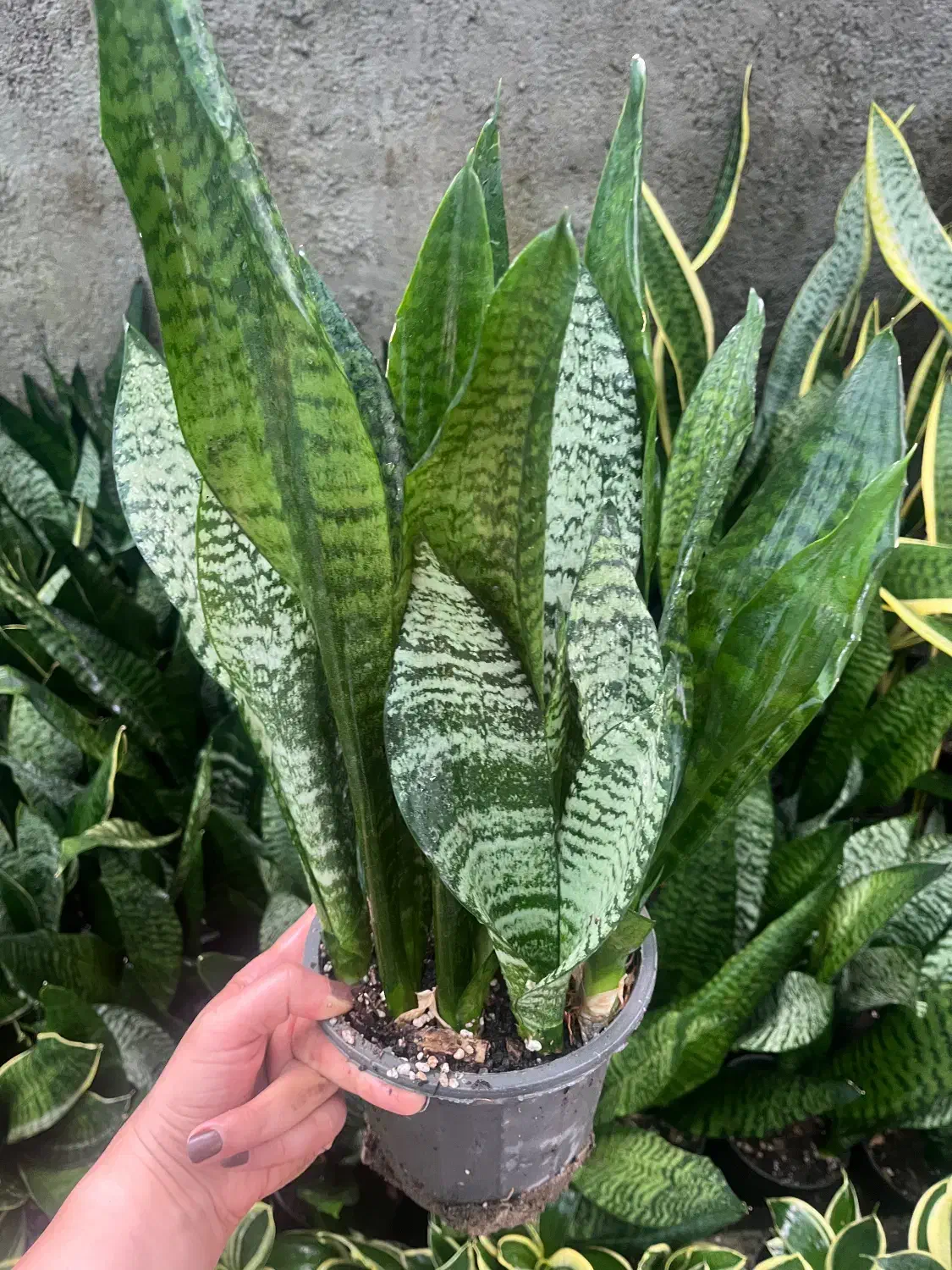 حراج به علت تغییر شغل|گل و گیاه طبیعی|ساری, |دیوار