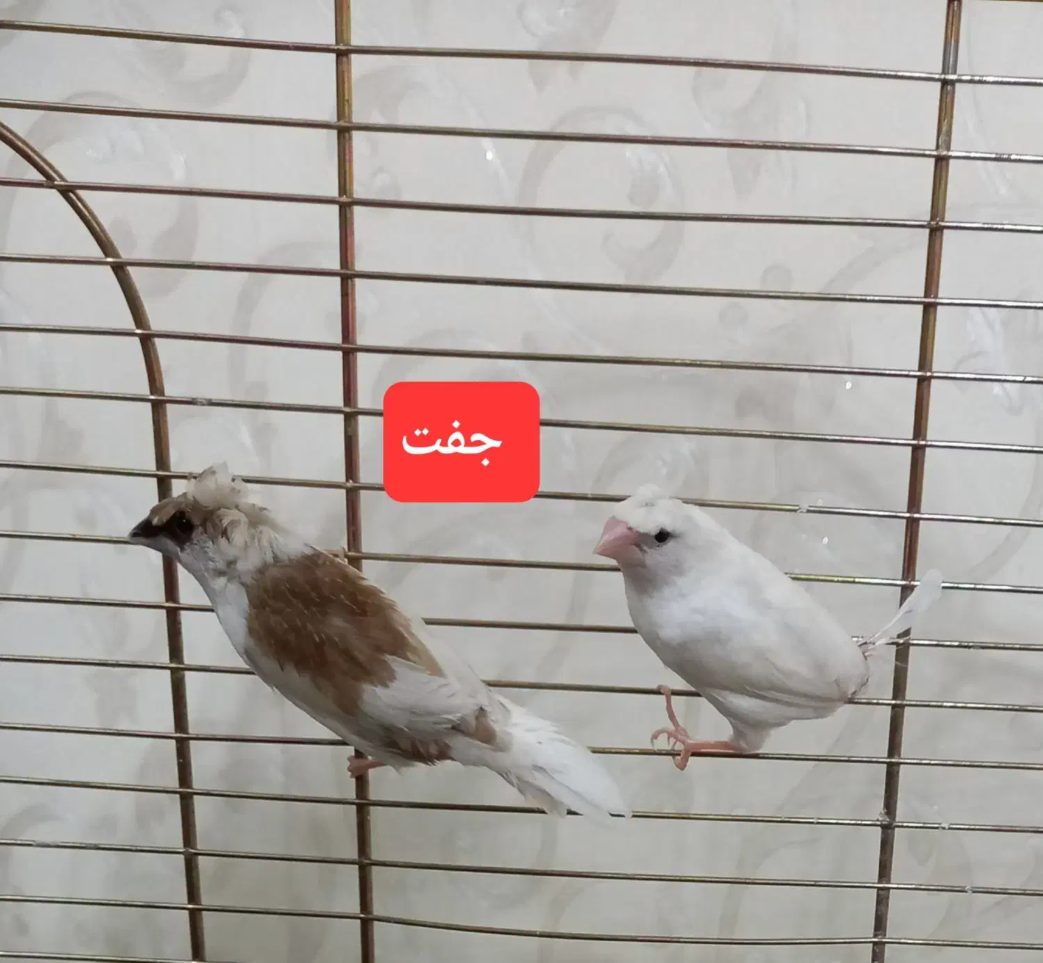 فنچ بنگالی|پرنده|کرج, حیدرآباد|دیوار
