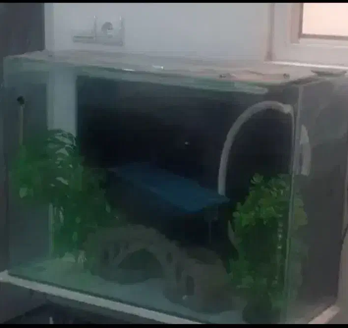 اکواریوم|ماهی|اسلام‌شهر, شهرک واوان|دیوار