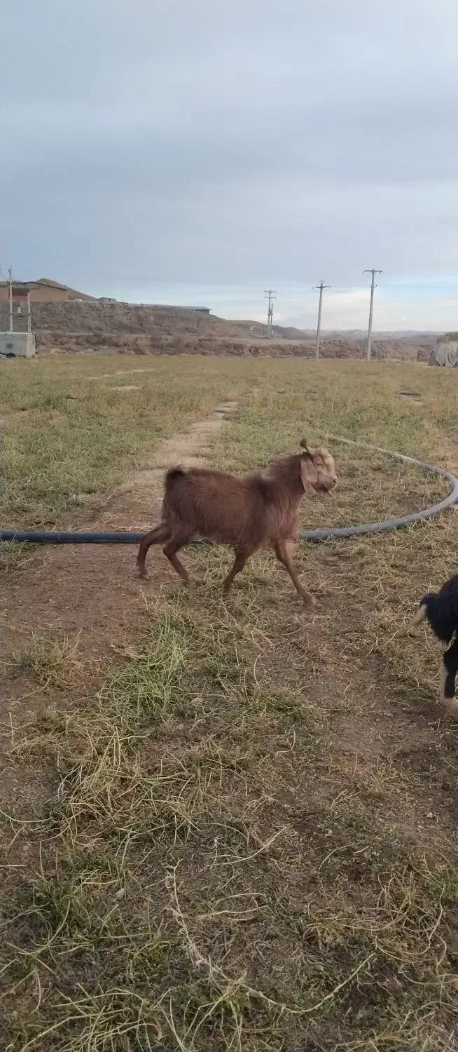 بز نر|حیوانات مزرعه|زنجانرود, |دیوار