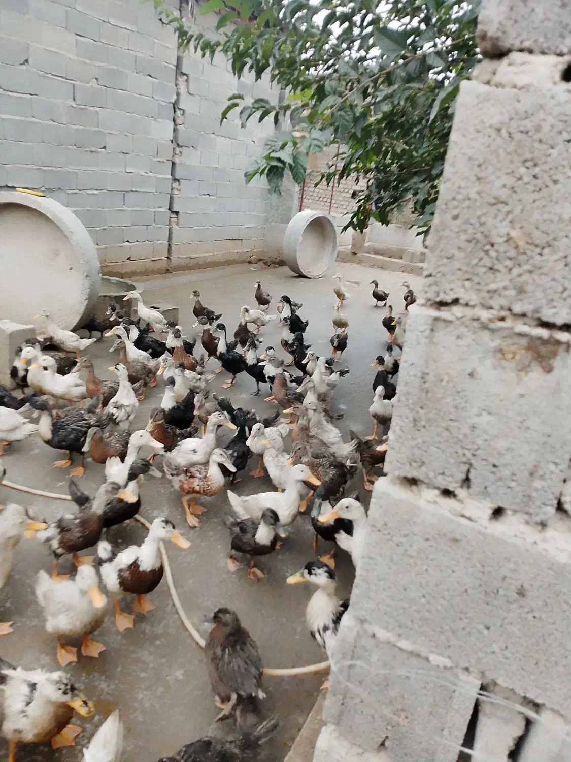 اردک ورامینی جوان و اردک خارجی های ماده|حیوانات مزرعه|گرگان, |دیوار