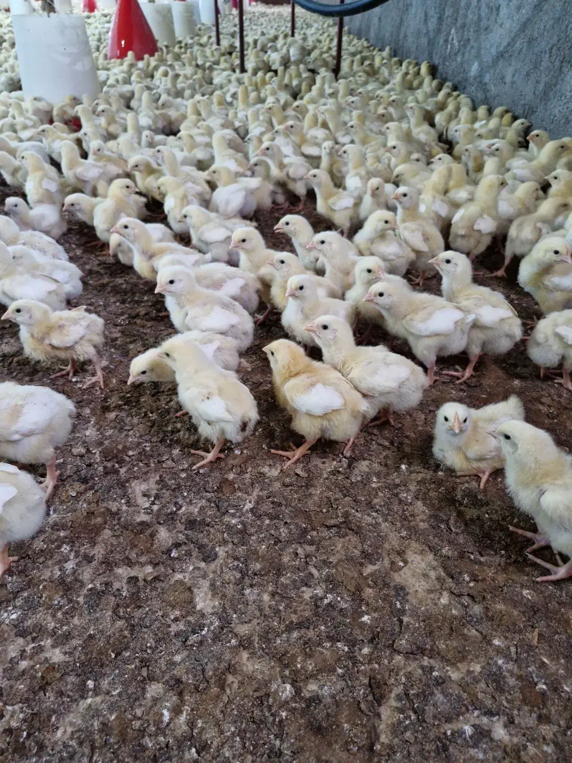 کارگر ماهر|استخدام صنعتی، فنی، مهندسی|بیرجند, |دیوار