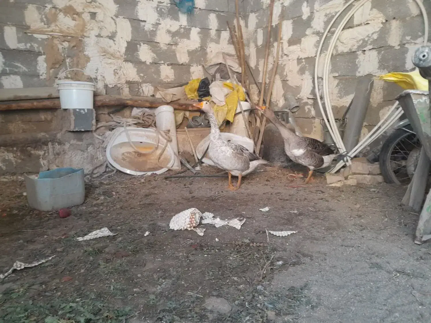 غاز|حیوانات مزرعه|جعفرآباد, |دیوار