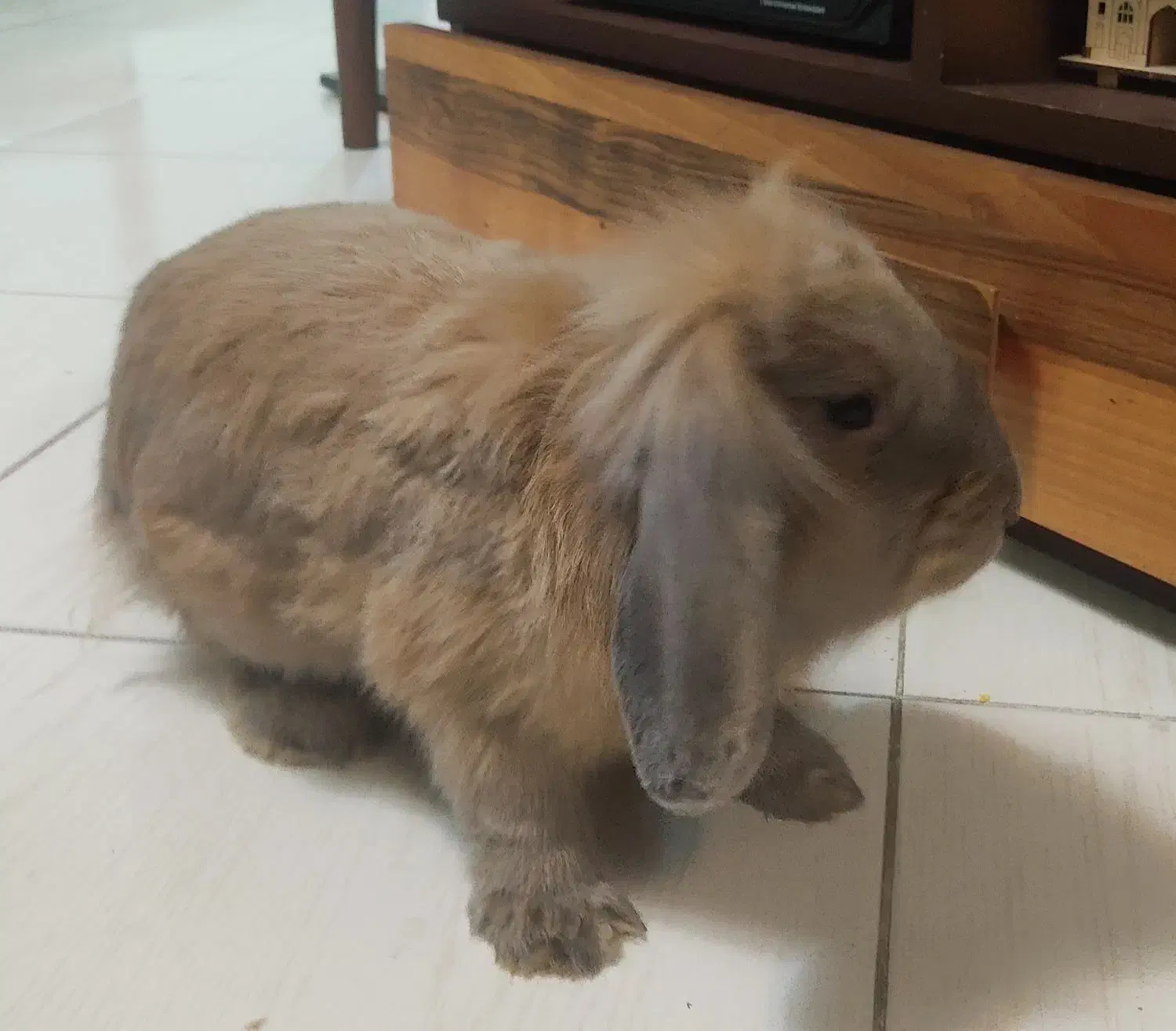 خرگوش لوپ شش ماهه|موش و خرگوش|گرگان, |دیوار