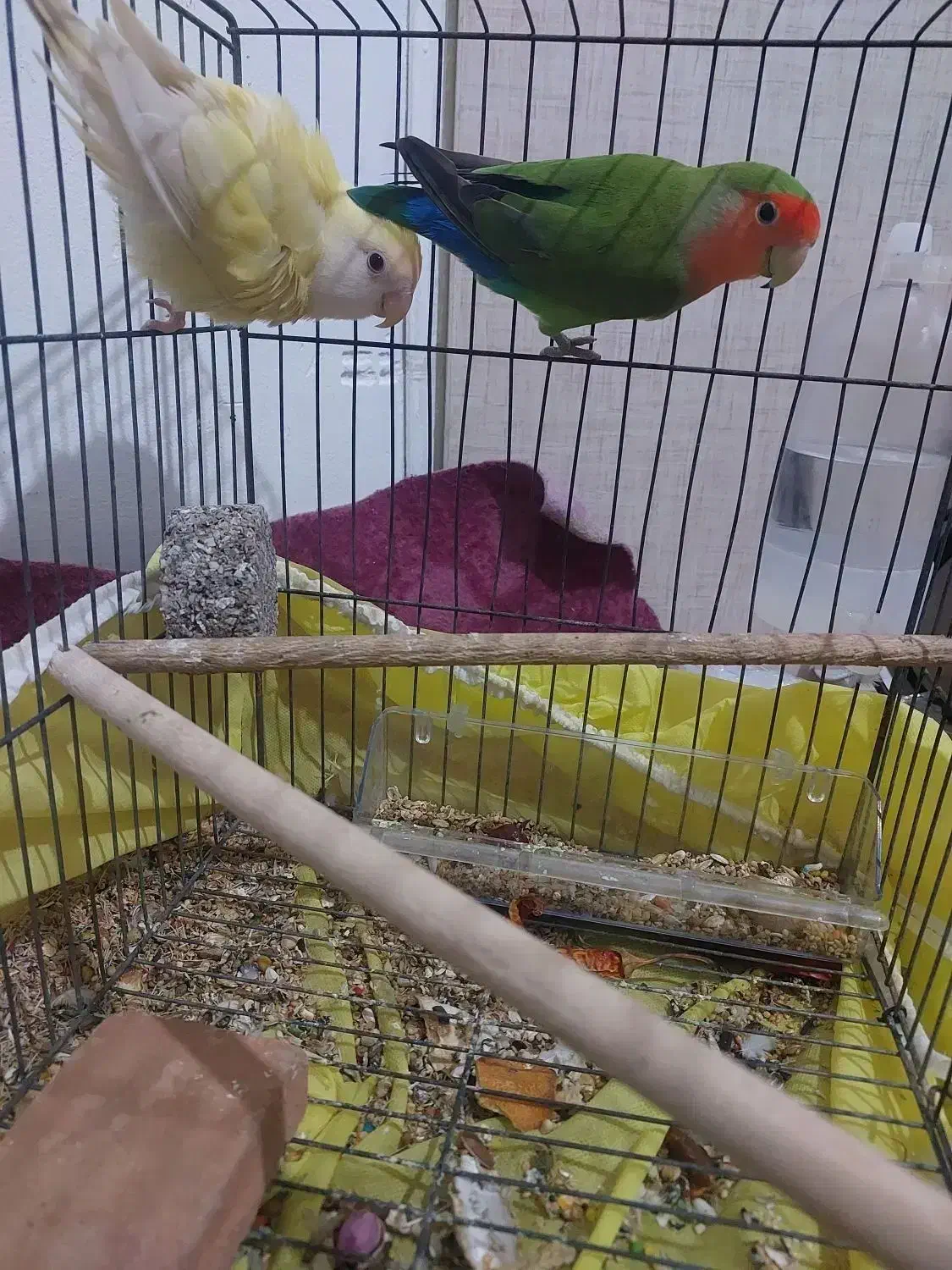 پرنده|پرنده|بندرعباس, |دیوار