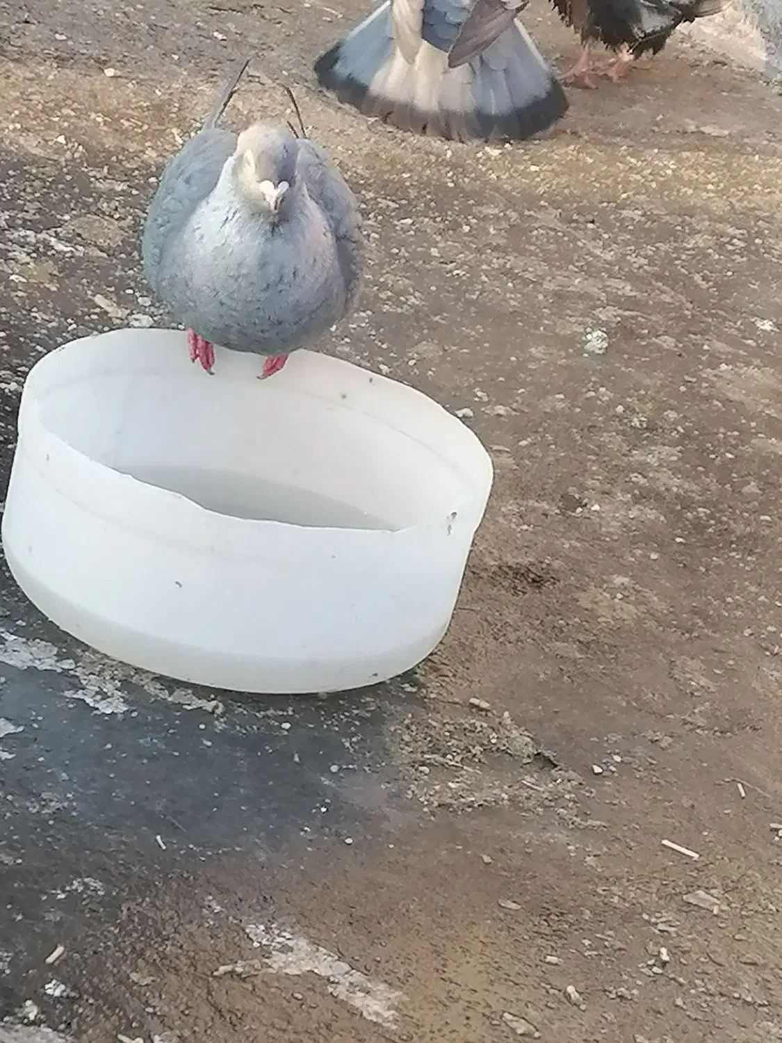 کبوتر نقره ای کاکلی|پرنده|سبزوار, امیر کبیر|دیوار