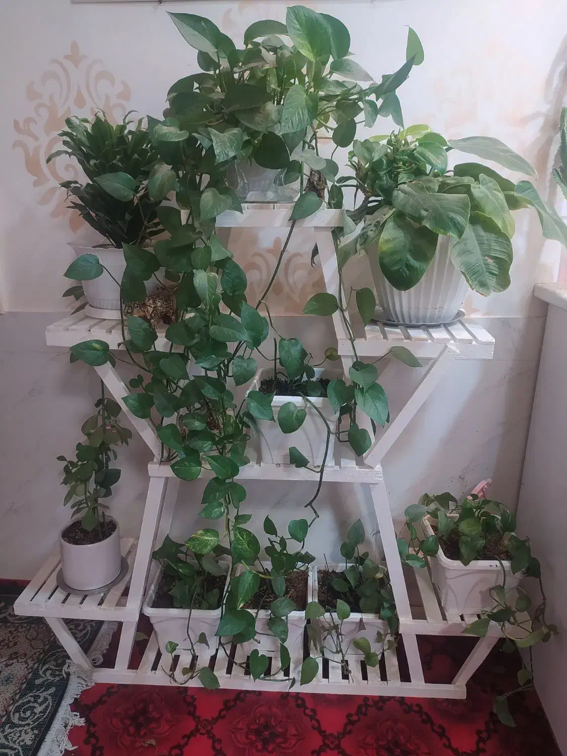 گل رونده درجه یک|گل و گیاه طبیعی|فردوس (خراسان), |دیوار