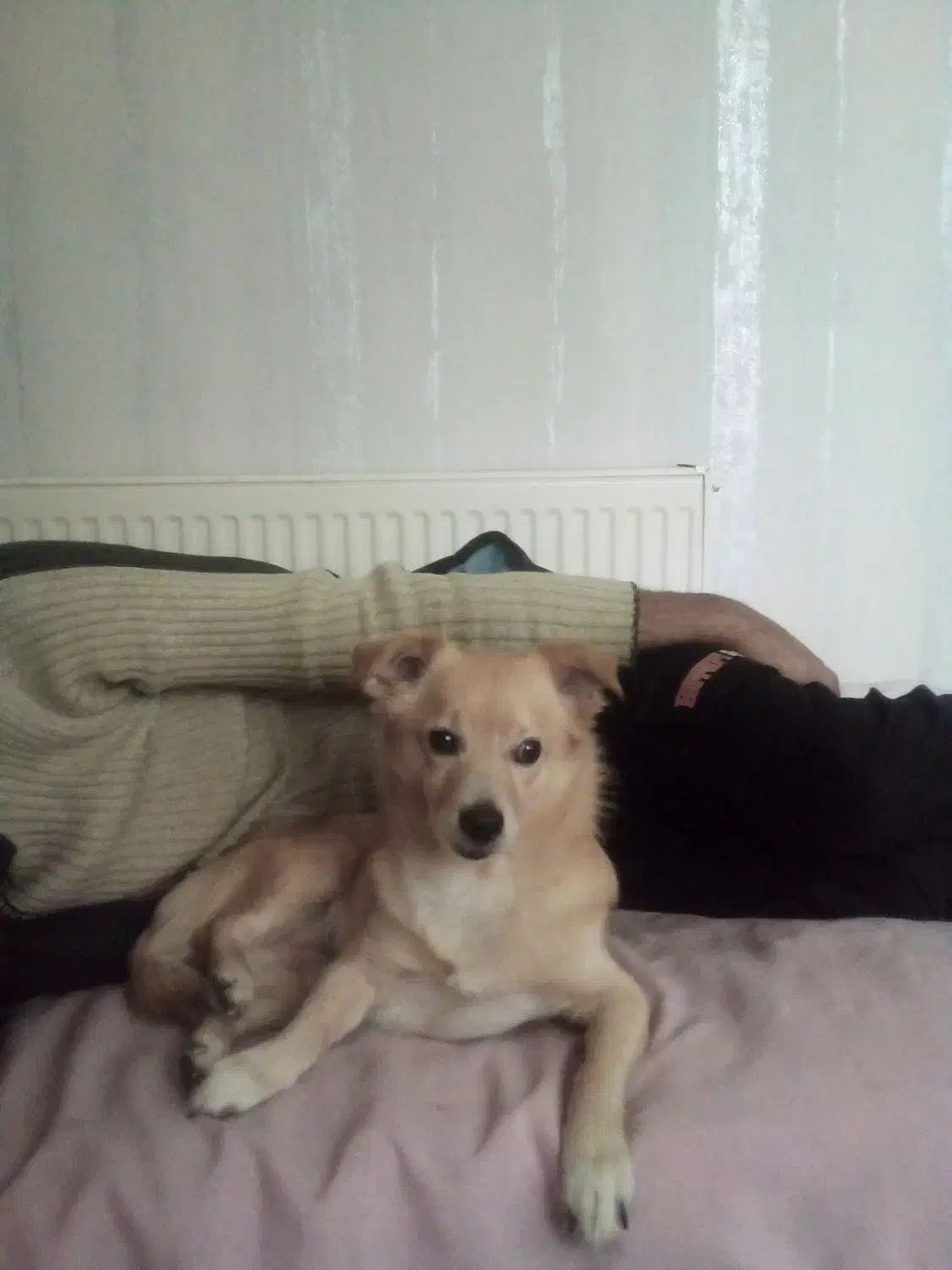 گمشده|حیوانات|اراک, |دیوار