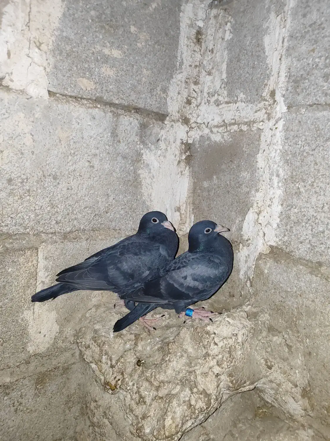 کبوتر جوجه المانی|پرنده|آشخانه, |دیوار