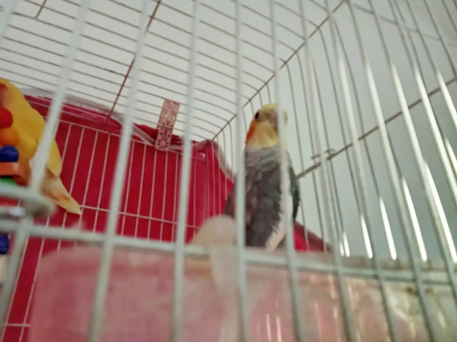 یک عروس هلندی نر و کوتوله برزیلی نر|پرنده|اسفراین, |دیوار