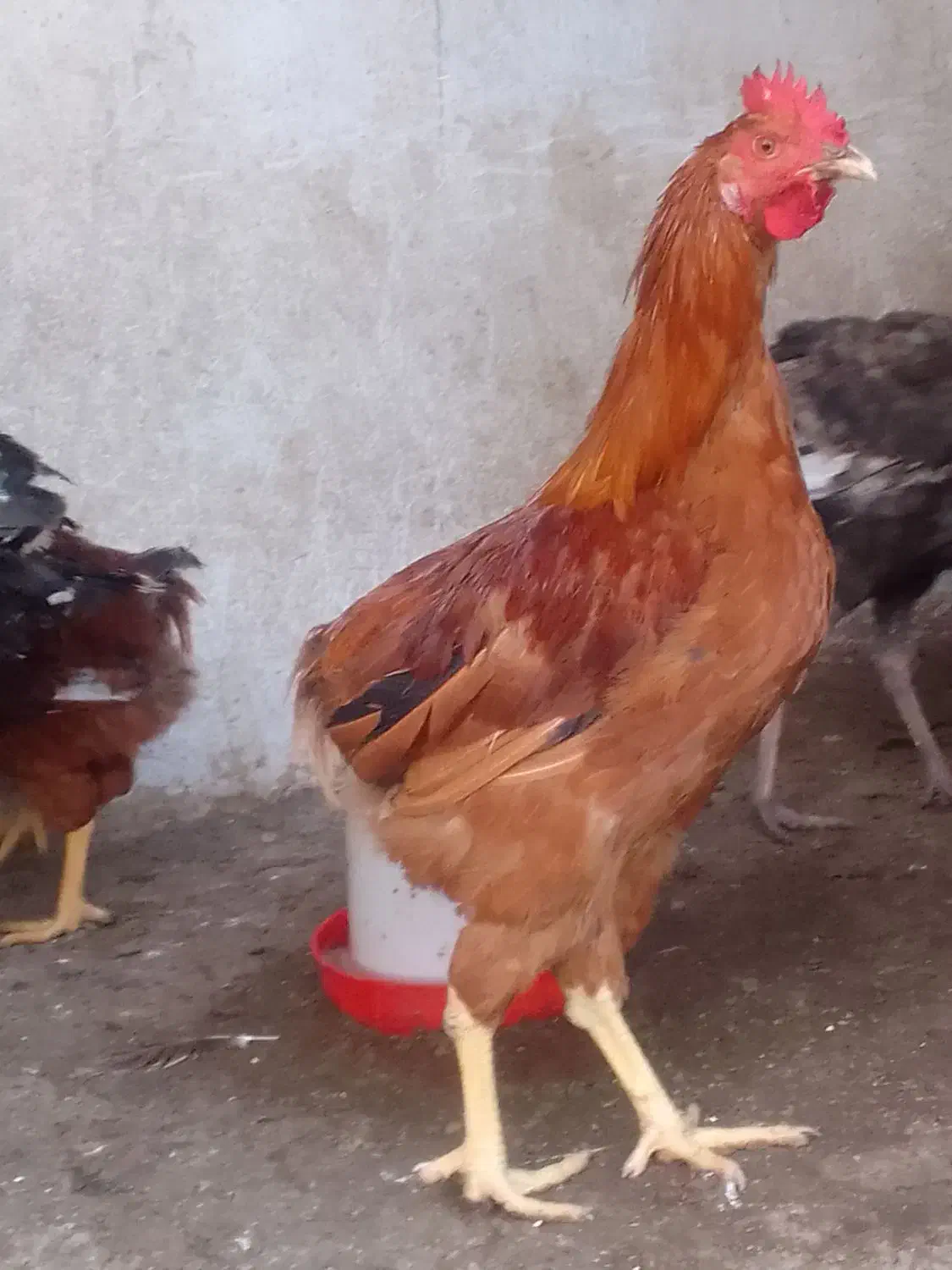 خروس محلی|حیوانات مزرعه|زیرآب, |دیوار