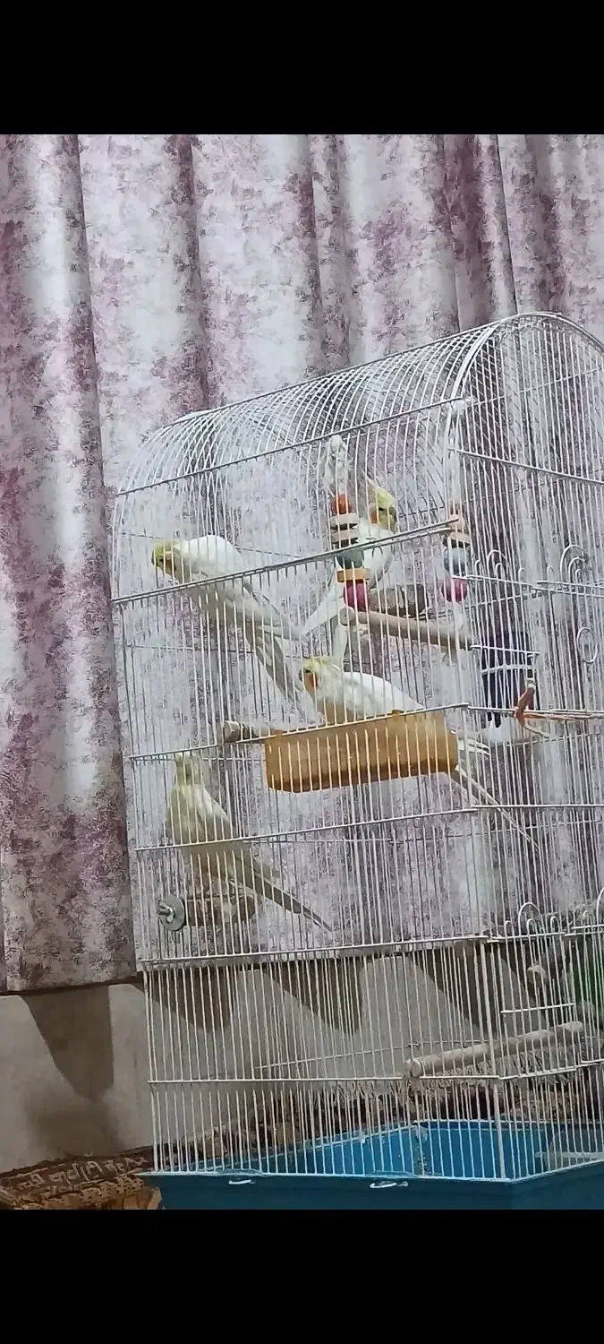 فروش دو جفت عروس هلندی لوتینو خوش نژاد|پرنده|صدرا-فارس, فاز ۱|دیوار