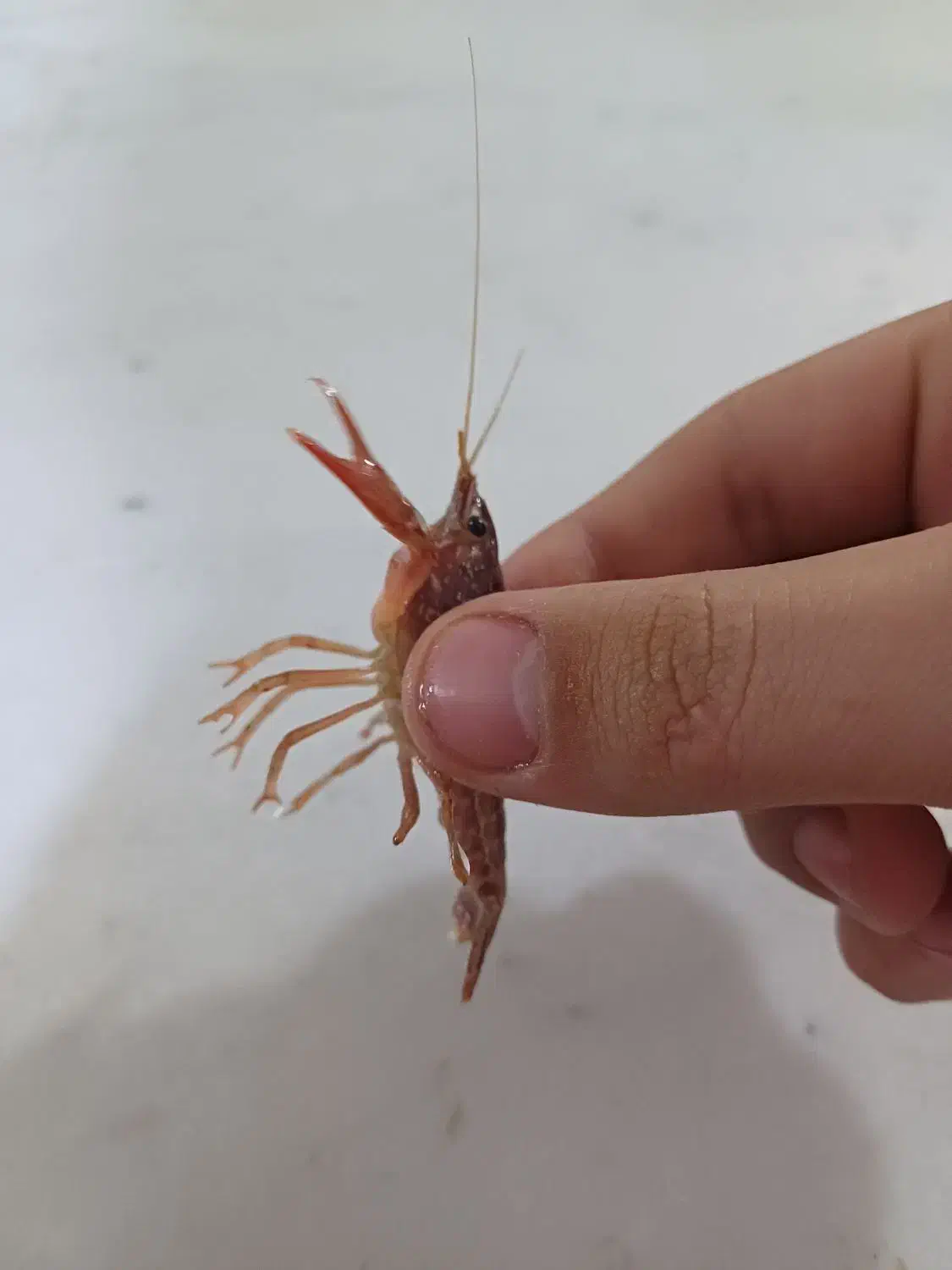 لابستر|ماهی|قم, کلهری|دیوار