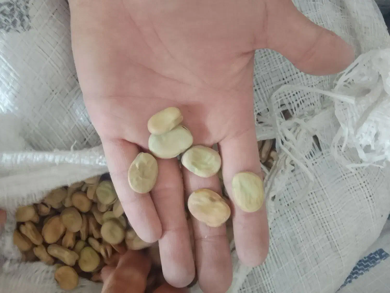 باقلا تازه|عمده‌فروشی|فسا, |دیوار