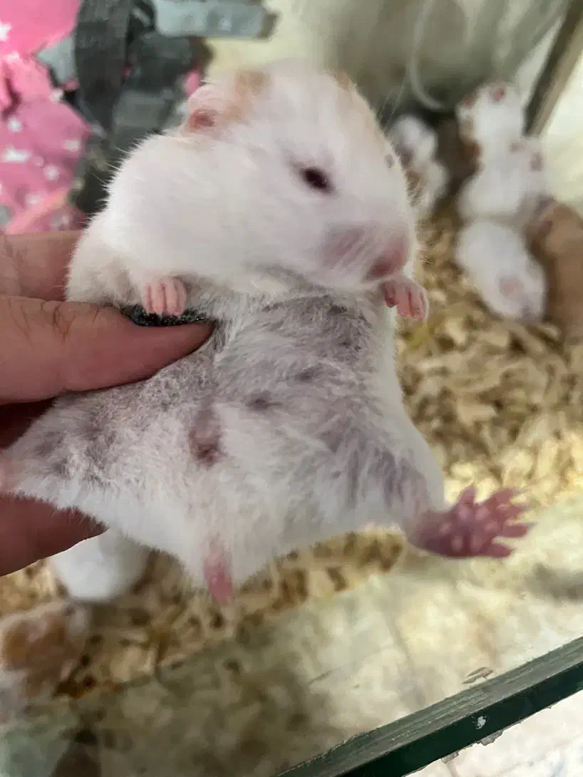 همسترهای مینیاتوری چشم شرابی|موش و خرگوش|چالوس, |دیوار