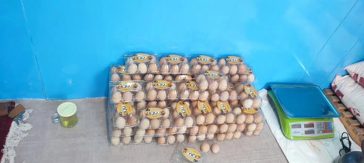 تخم مرغ محلی گلپایگانی|خوردنی و آشامیدنی|رباط‌کریم, رباط‌کریم|دیوار