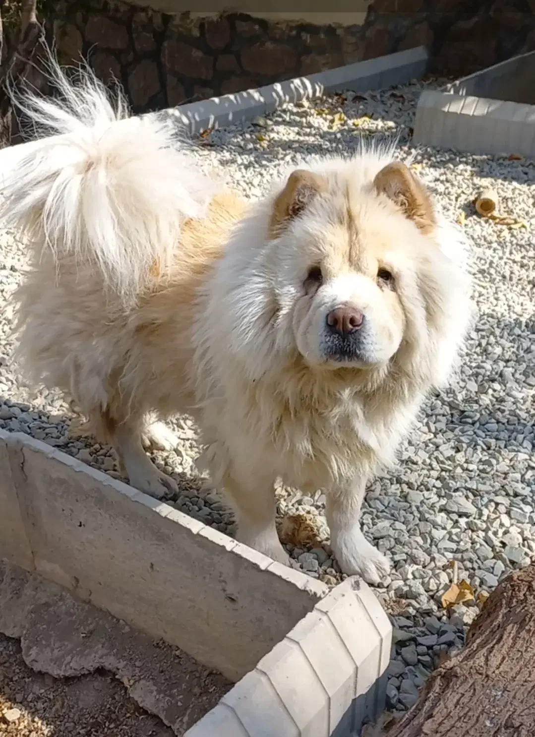 چاوچاو نر و ماده بالغ|سگ|رودهن, |دیوار