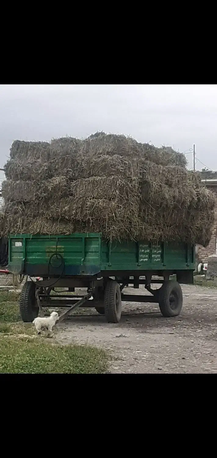 علف بادام زمینی وپوست غلاف شده  به قیمت تفاهم|خدمات باغبانی و درختکاری|پارس‌آباد, |دیوار