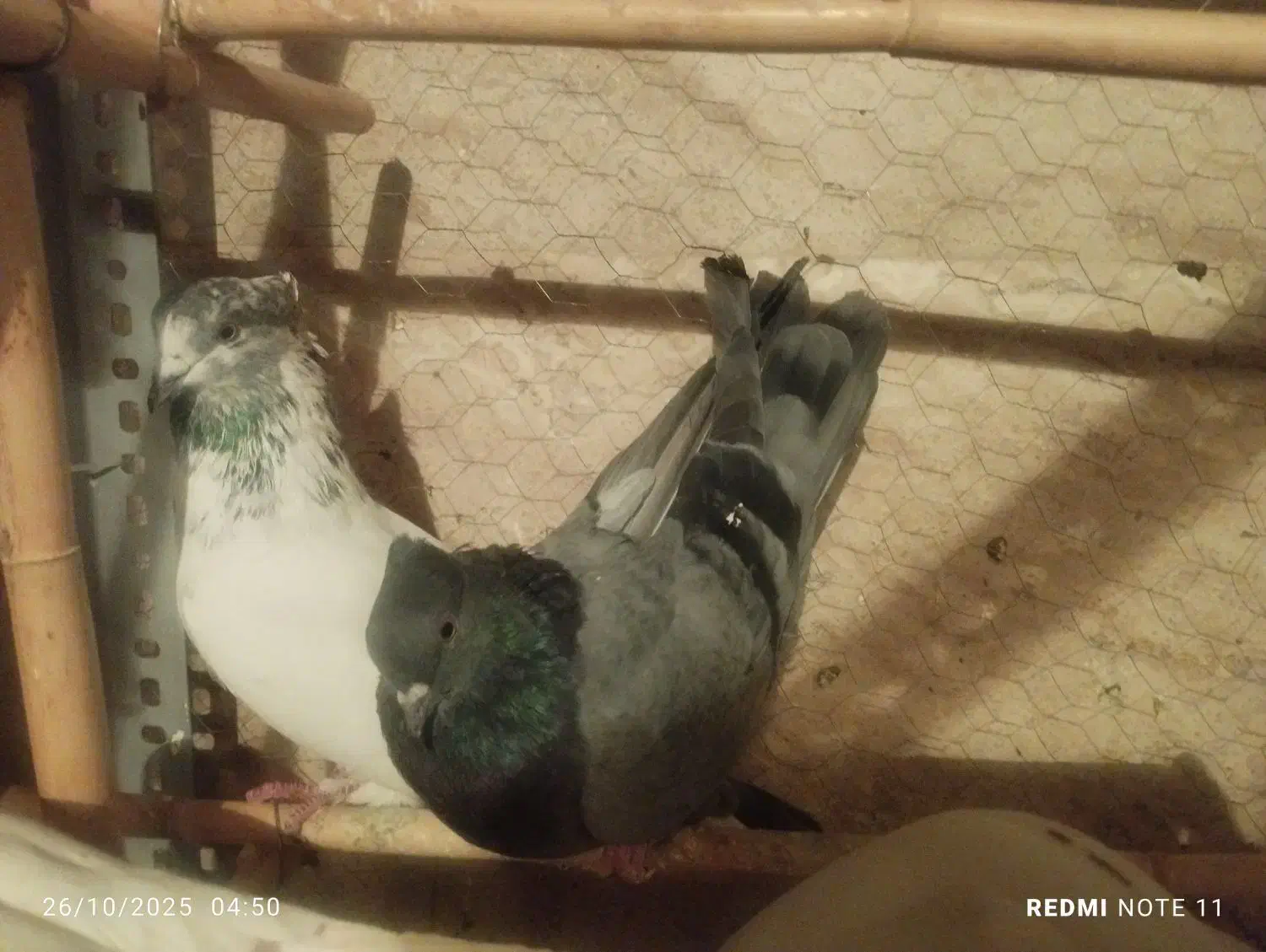 کبوتر پرشی|پرنده|گرمدره, |دیوار