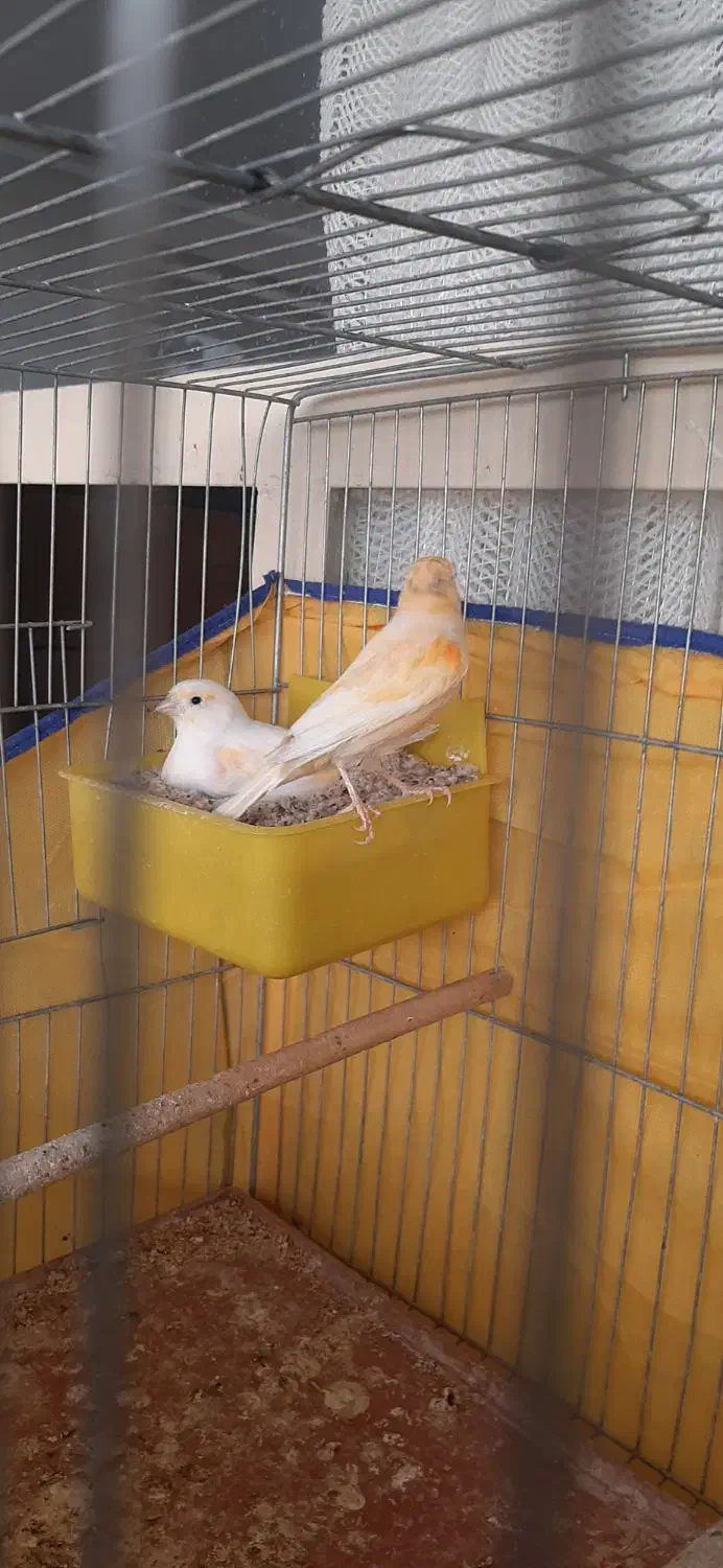 قناری جفت|پرنده|ساوه, |دیوار