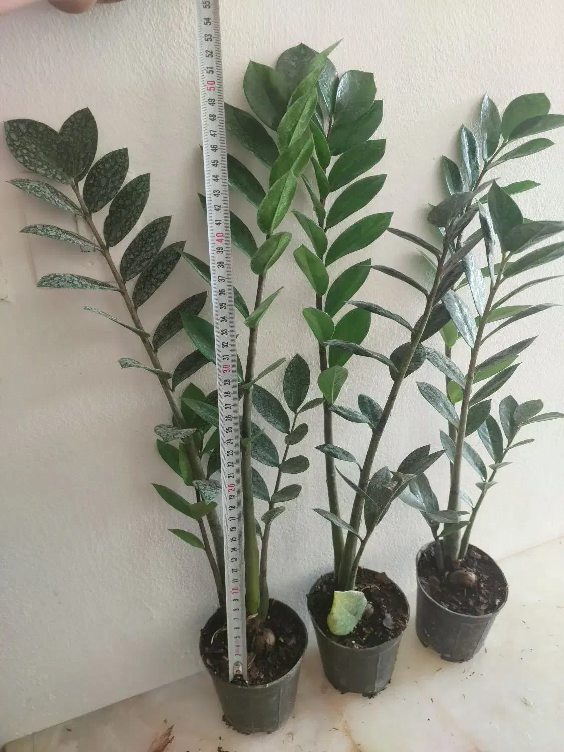 زاموفیلیا حراجی با کیفیت و رشد انفجاری|گل و گیاه طبیعی|کرج, اسلام‌آباد|دیوار