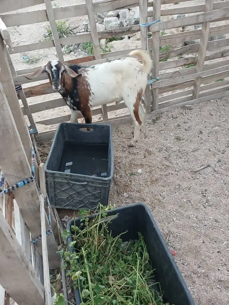 نری گوشتی|حیوانات مزرعه|قشم, |دیوار