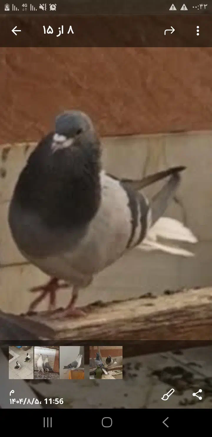 دمگیر خرقه سفت وشوخ|پرنده|خمینیشهر, |دیوار