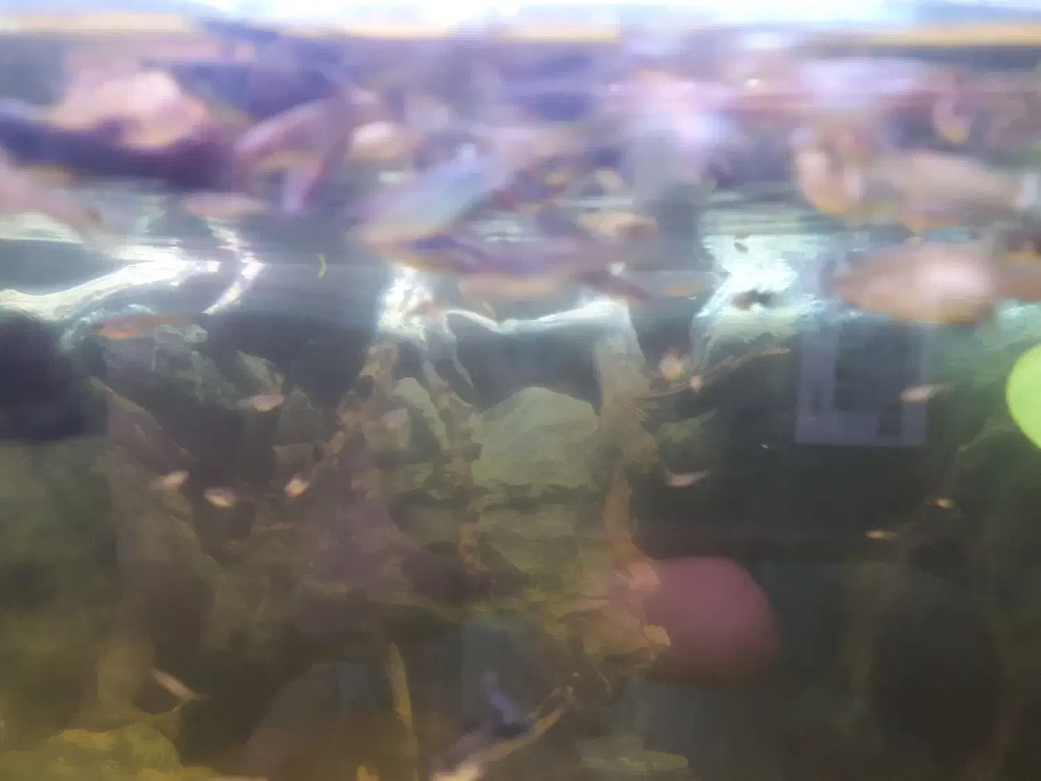 ماهی|ماهی|گلبهار, شهر جدید گلبهار|دیوار