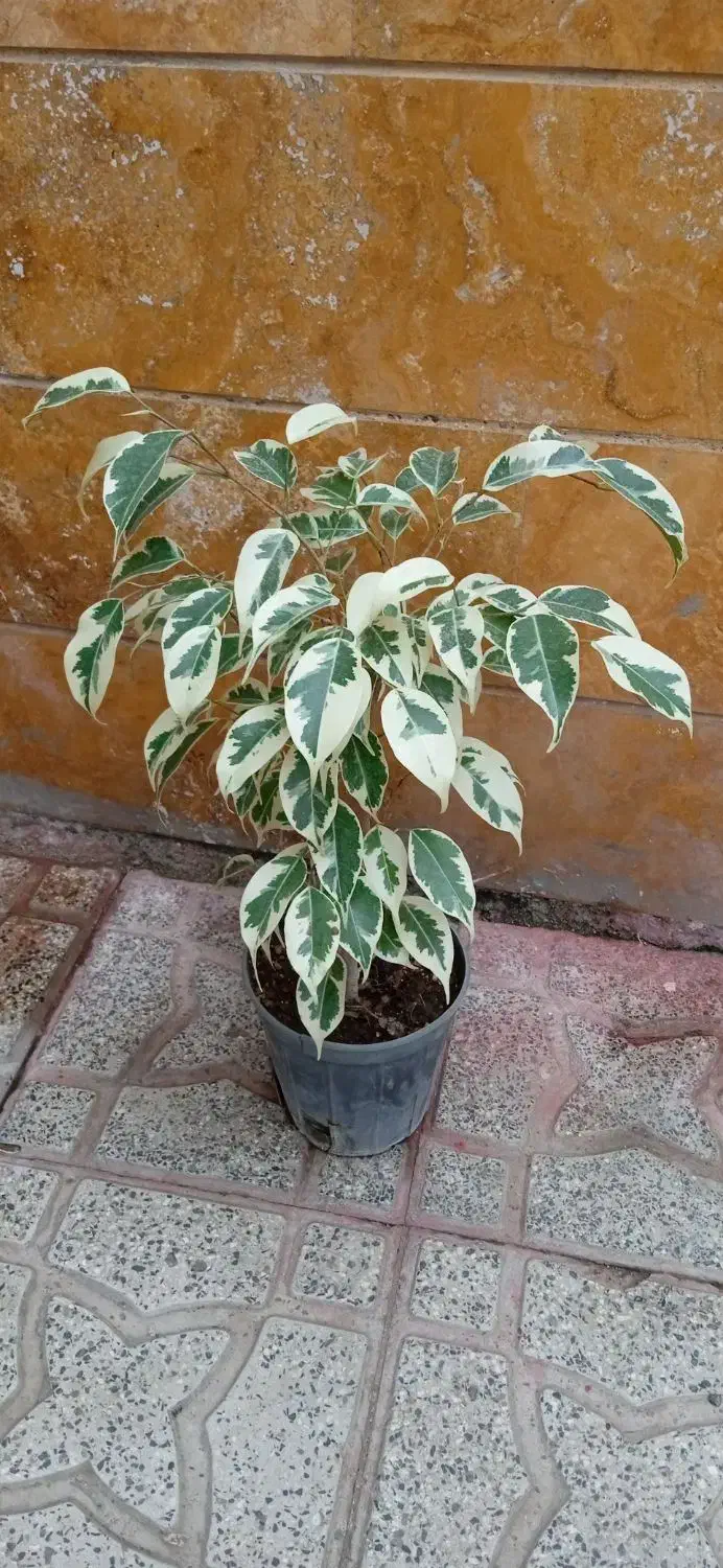 گلهای زیبا|گل و گیاه طبیعی|اردبیل, |دیوار