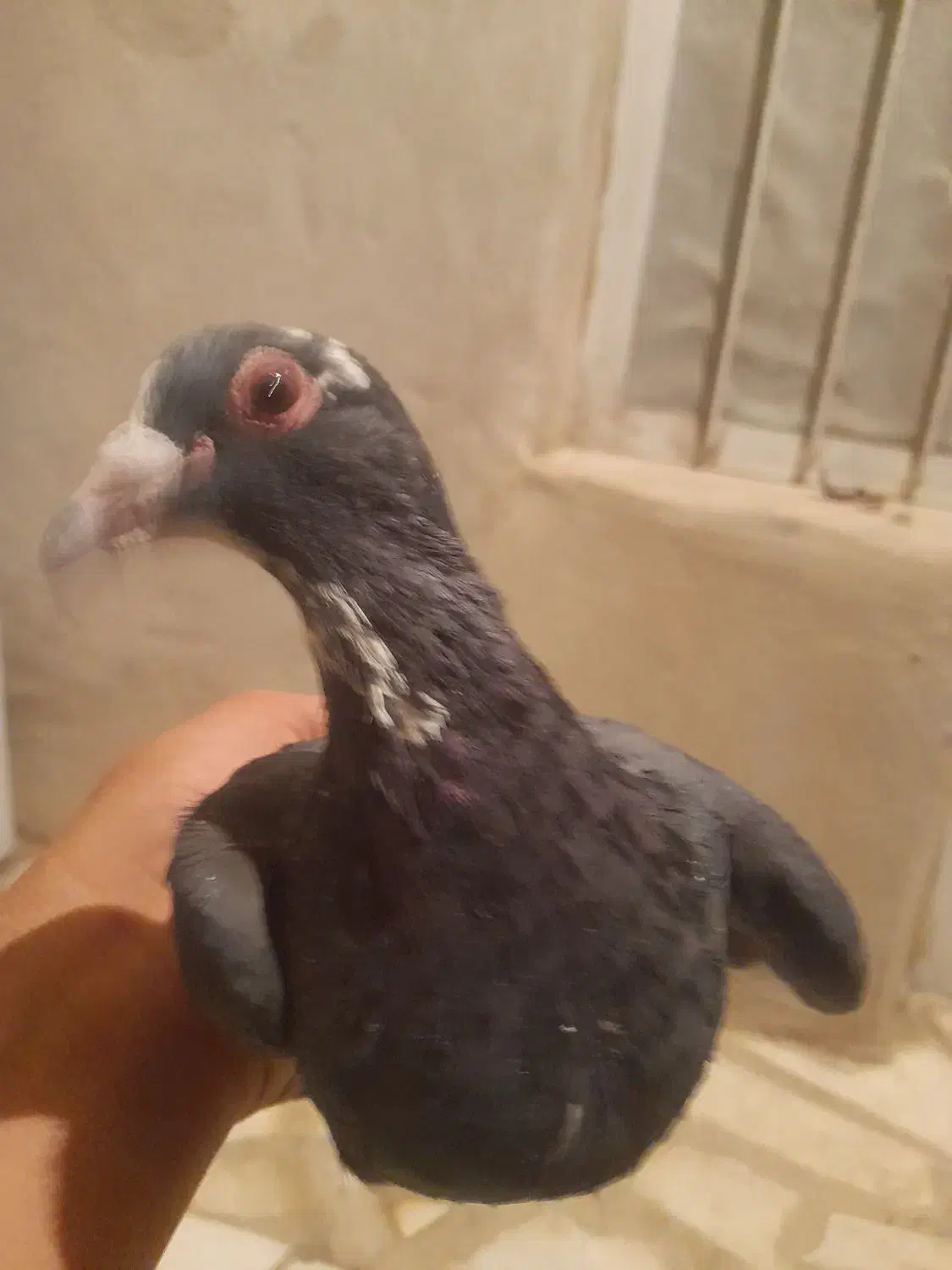 کبوتر خوب و سرحال|پرنده|بافت, |دیوار