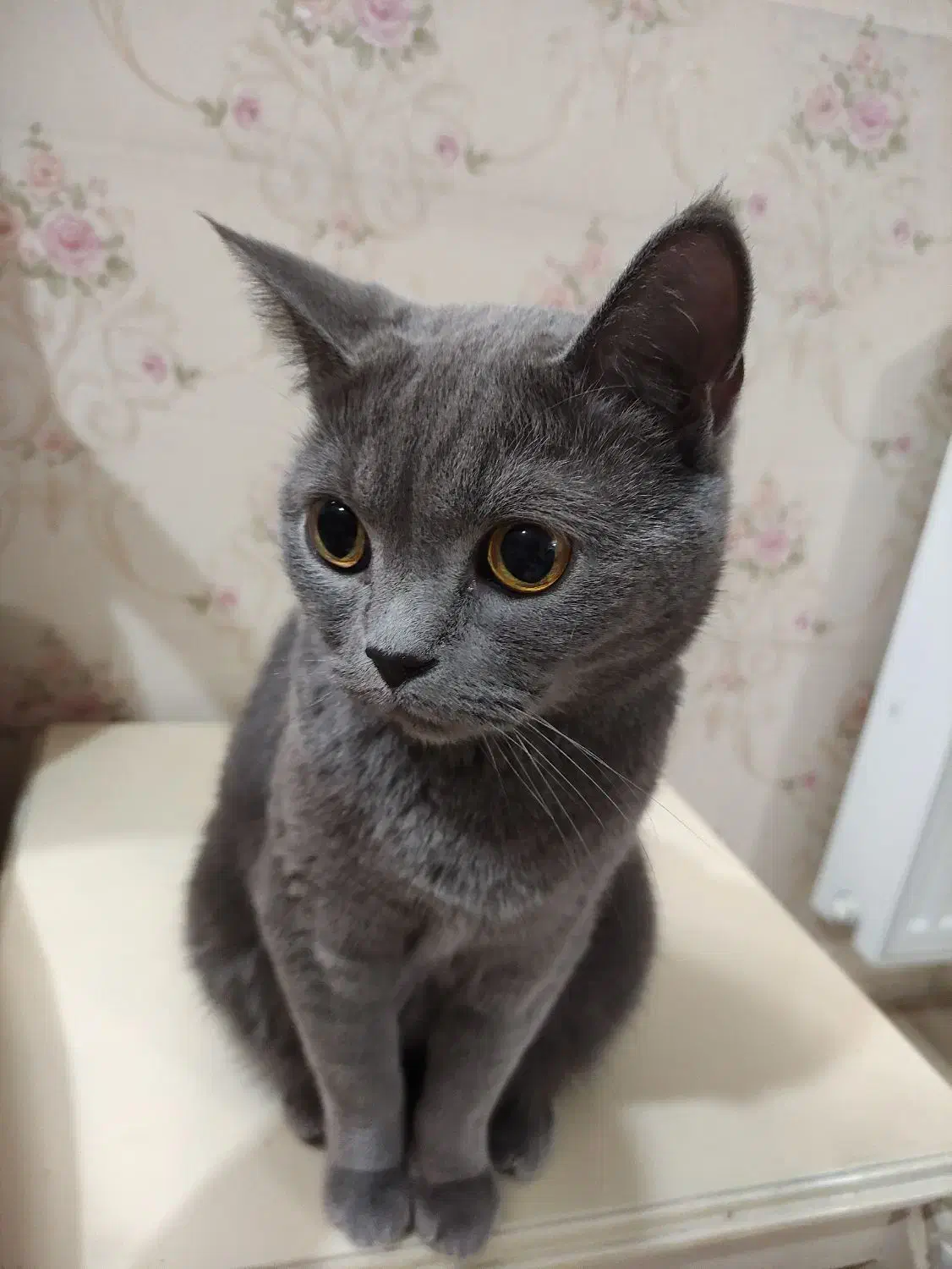 گربه اسکاتیش ماده|گربه|اسلام‌شهر, زرافشان|دیوار