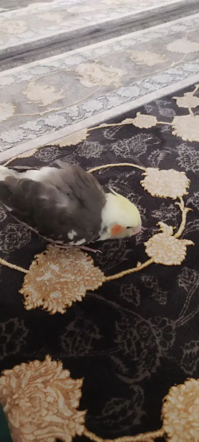 عروس گمشده|پرنده|تهران, مسعودیه|دیوار