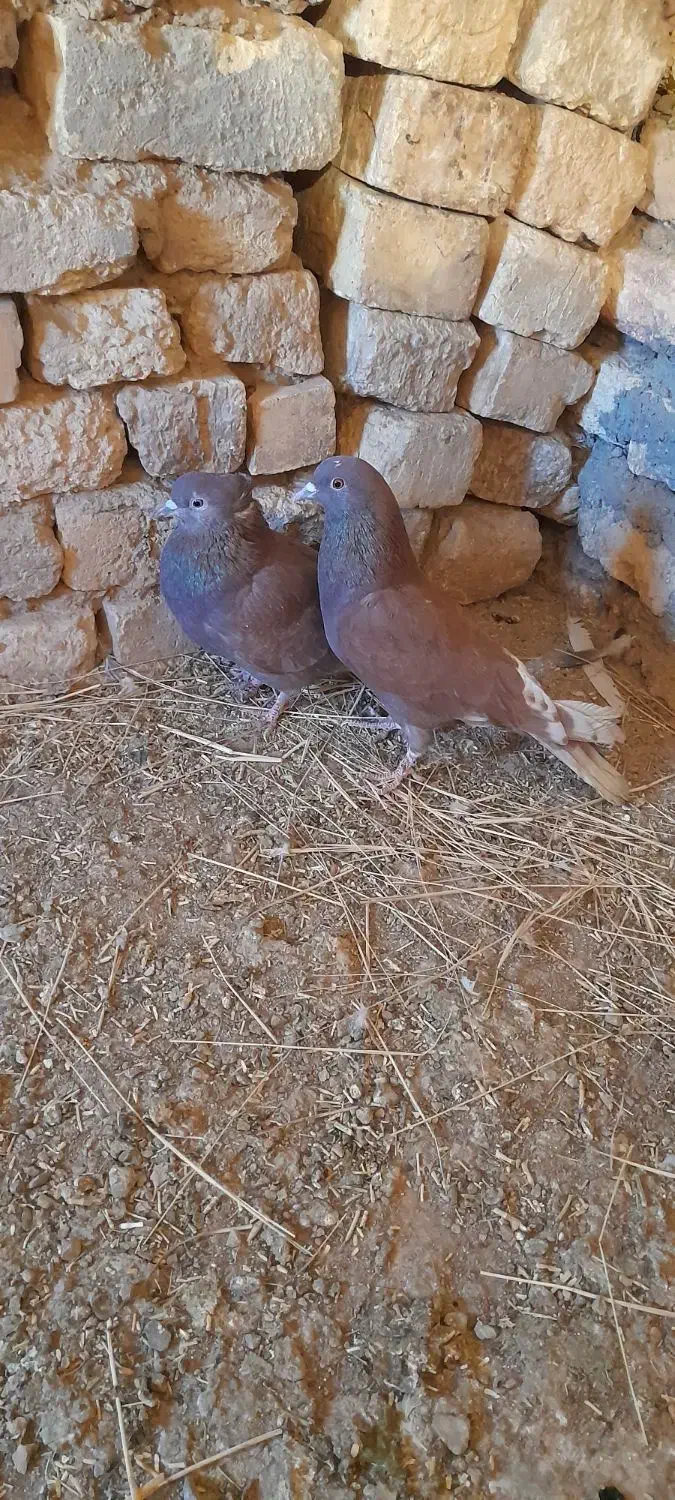 دو جفت کفتر سرخ پرشی|پرنده|فریدونشهر, |دیوار