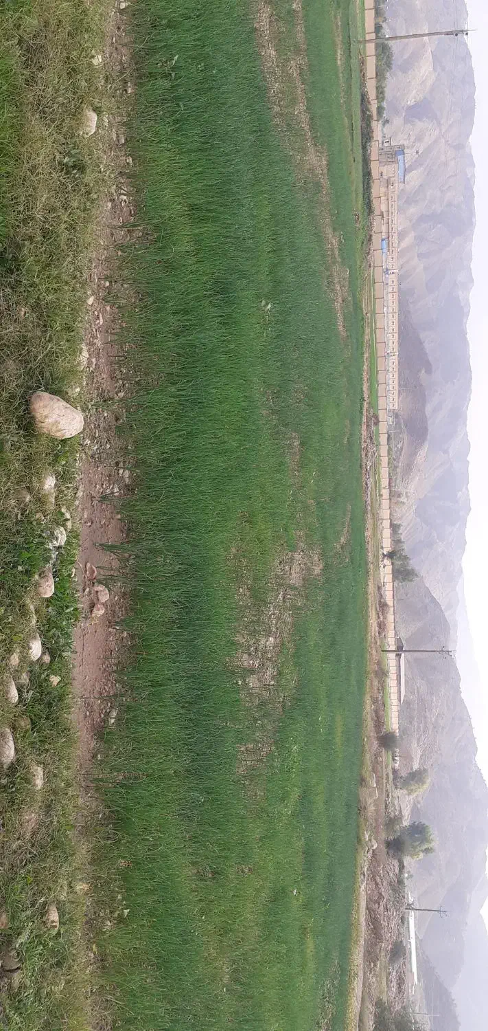 تیم پیاز و کَرتی درجه یک خیراباد پادوک|گل و گیاه طبیعی|دوگنبدان, |دیوار